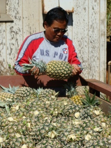 Melita Yadao unloads a shipment of freshly picked Maui Gold pineapple from a morning harvest at Haliimaile on Tuesday morning. Yadao, a 27-year employee with ML&P had just learned earlier that morning of the companys plans to immediately halt pineapple planting and stop pineapple operations by the end of the year.